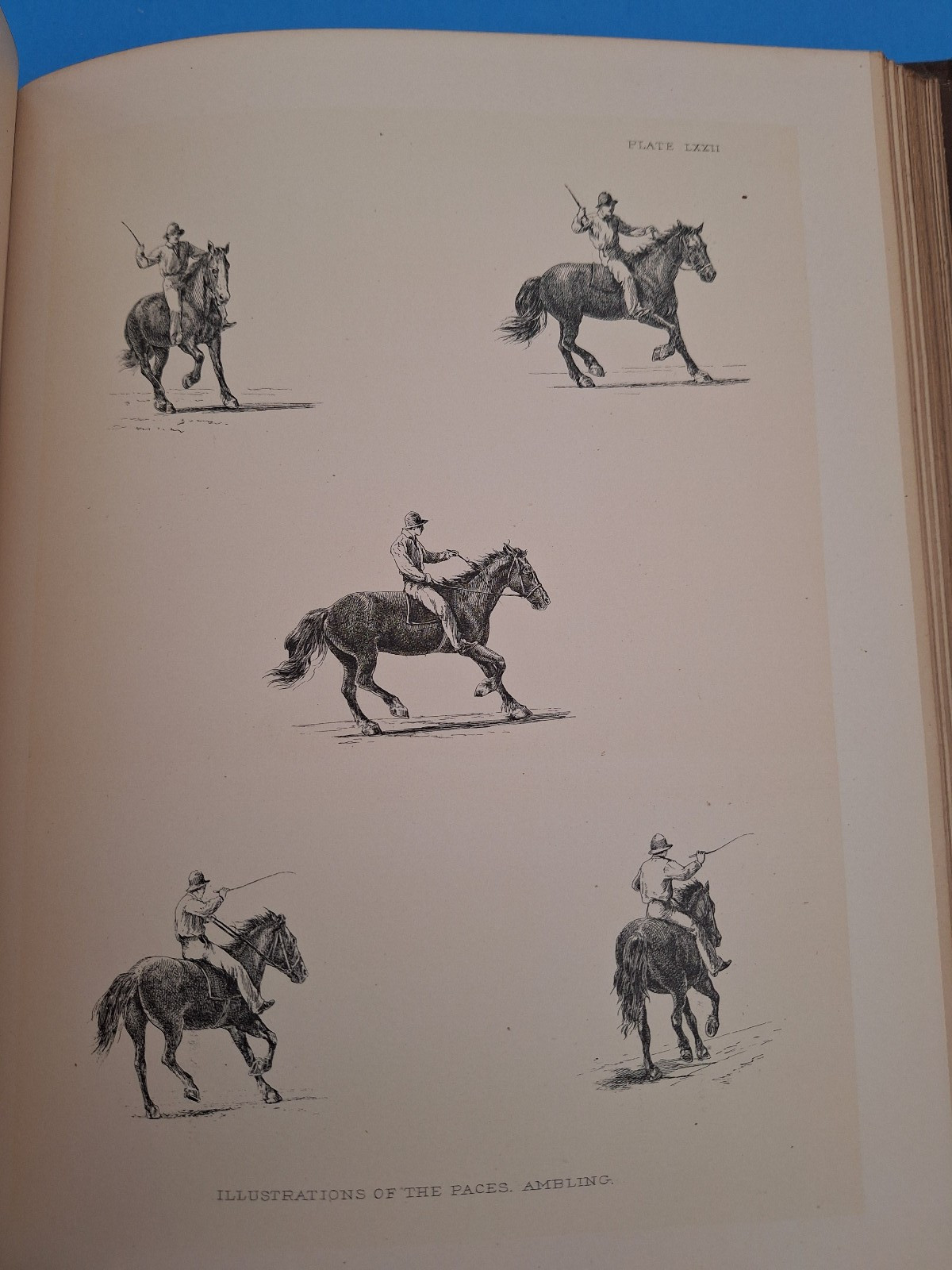 RARE c 1882 THE HORSE IN MOTION by J.D.B. Stillman Photos By Eadweard Muybridge