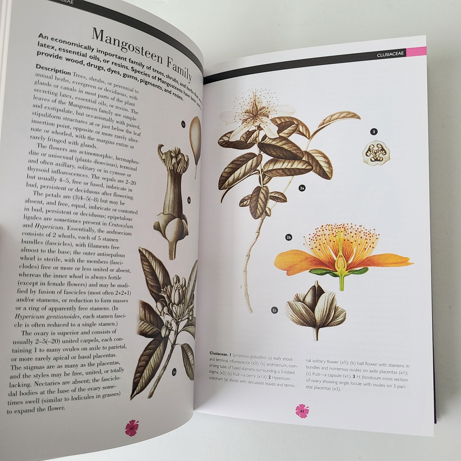 Book Flowering Plants Pictorial Guide Leon Gray 2015 HC Horticulture Gardening