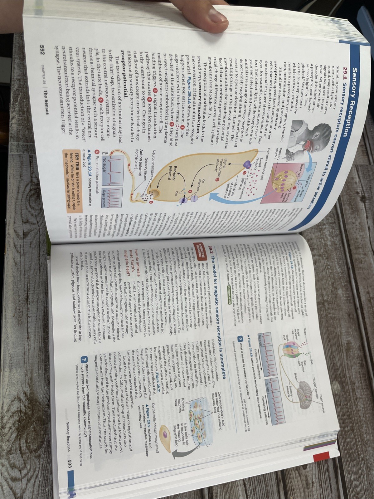 Campbell Biology: Concepts & Connections [RENTAL EDITION] (10th Edition) – VG