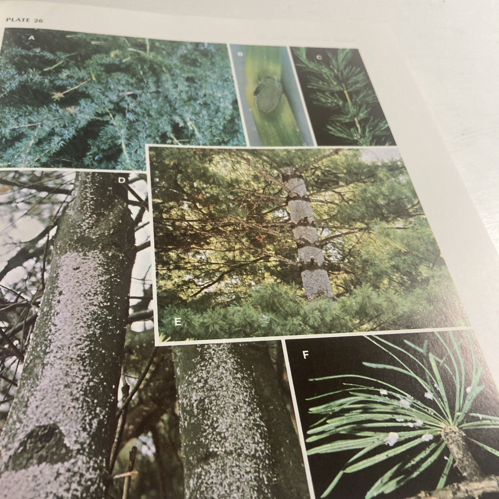 Insects That Feed On Trees and Shrubs by Warren Johnson + Howard H. Lyon HC/DJ