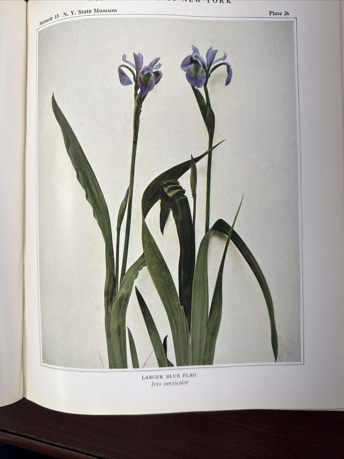 Wildflowers Of New York Part One 1918 Original Edition