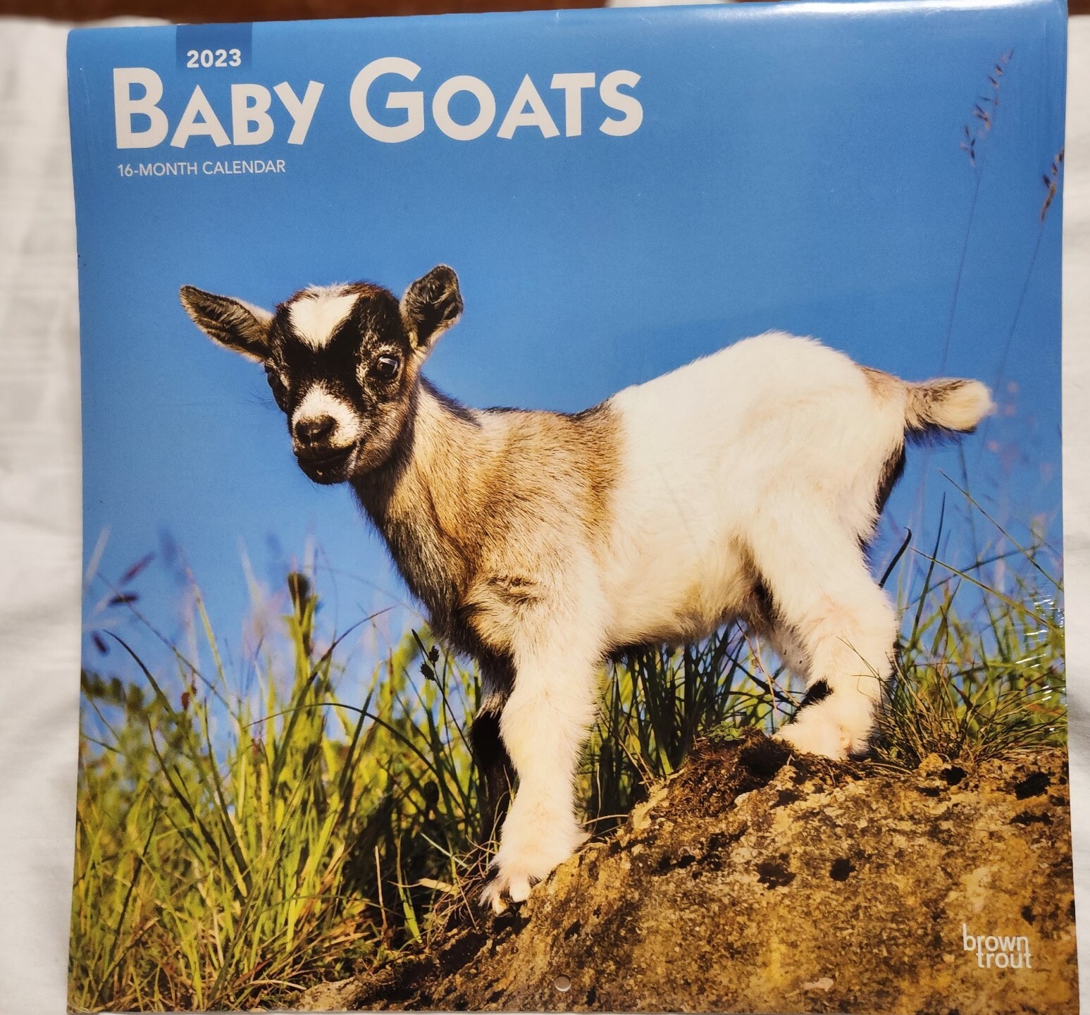 BROWN TROUT, BABY GOATS 2023 SQUARE WALL CALENDAR NEW FARM ANIMAL KID GOAT