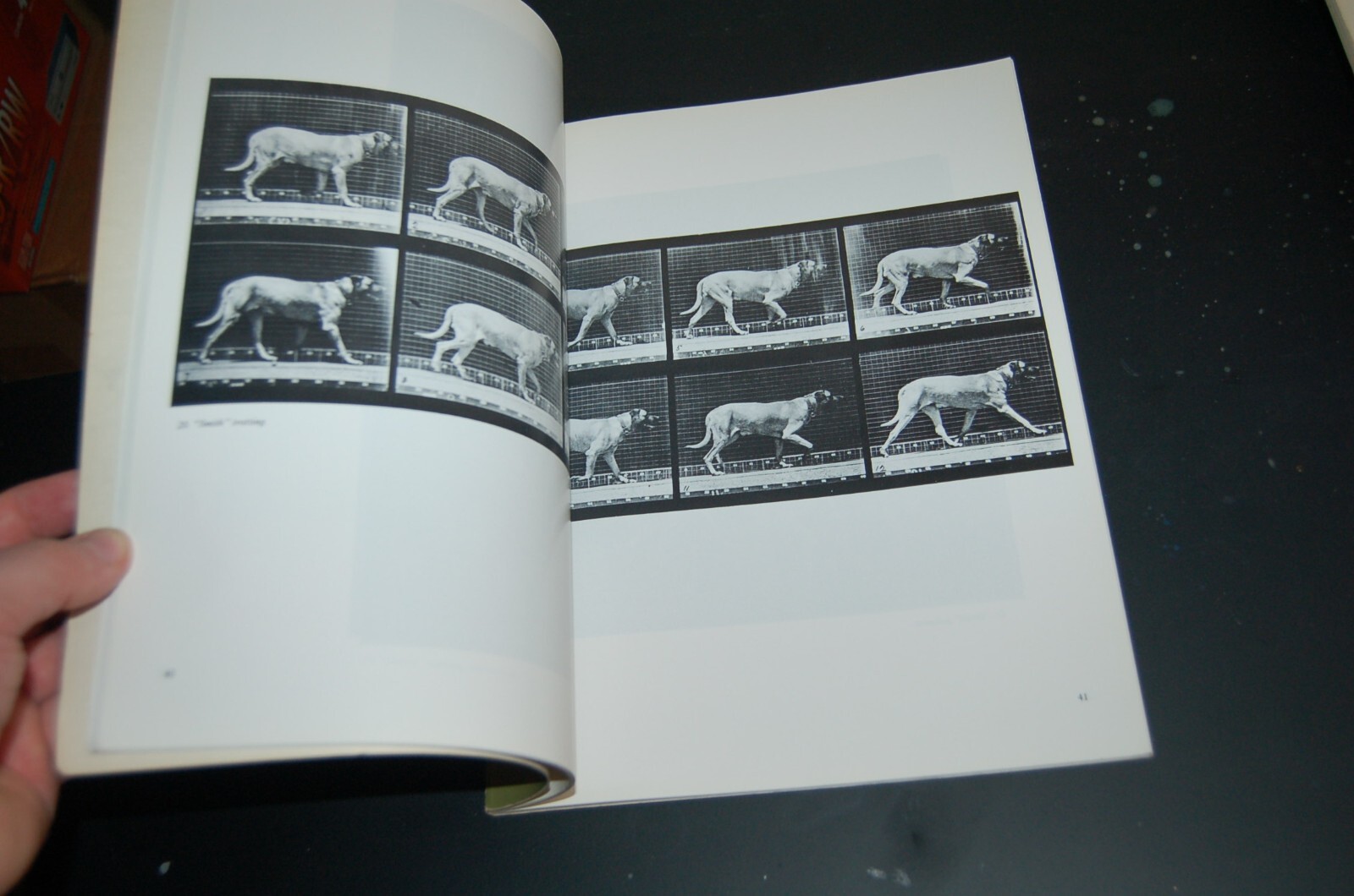 Horses and Other Animals in Motion: 45 Class… by Muybridge, Eadweard Paperback