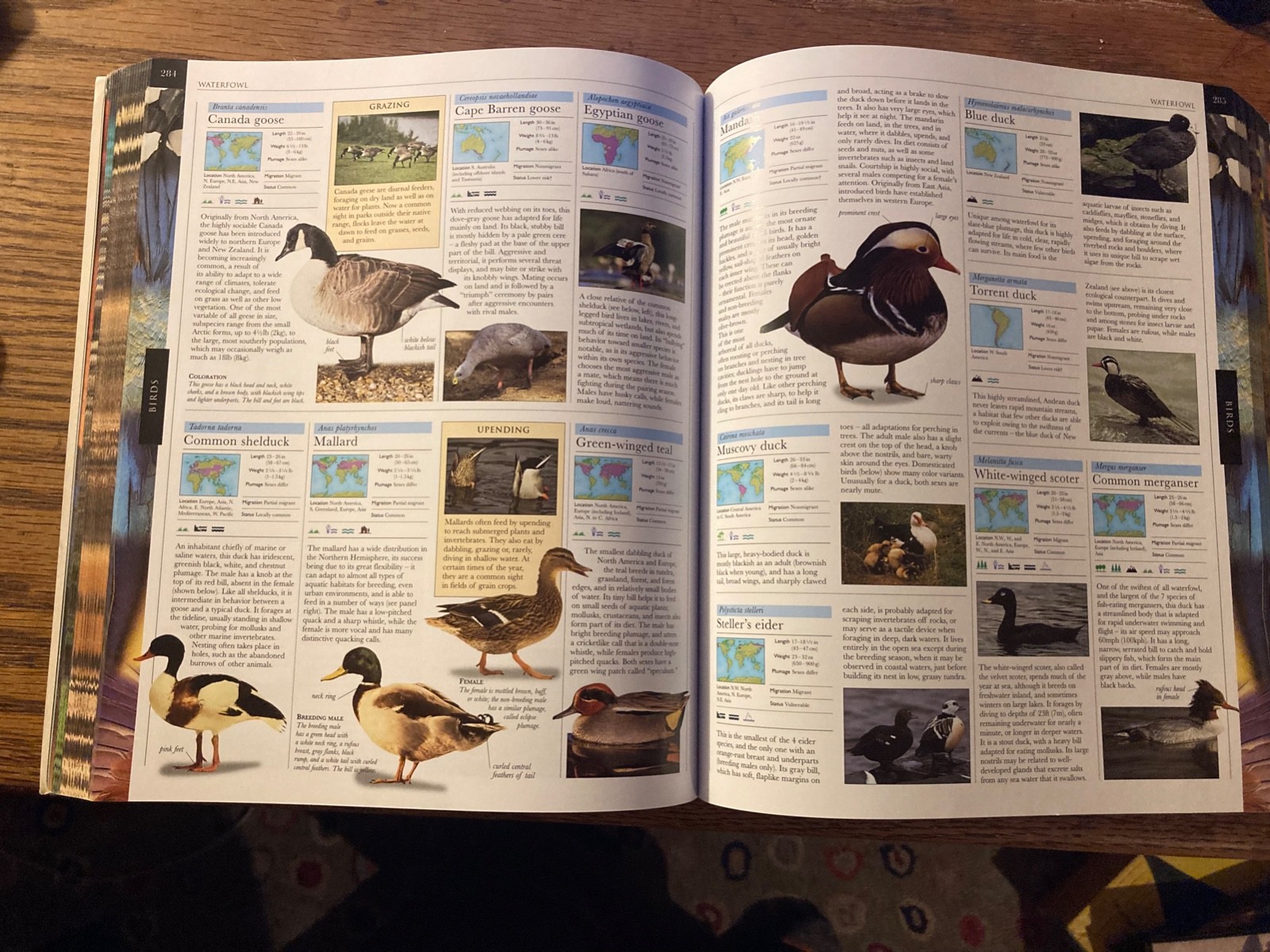 Smithsonian Institution Animal : The Definitive Visual Guide to the World’s…