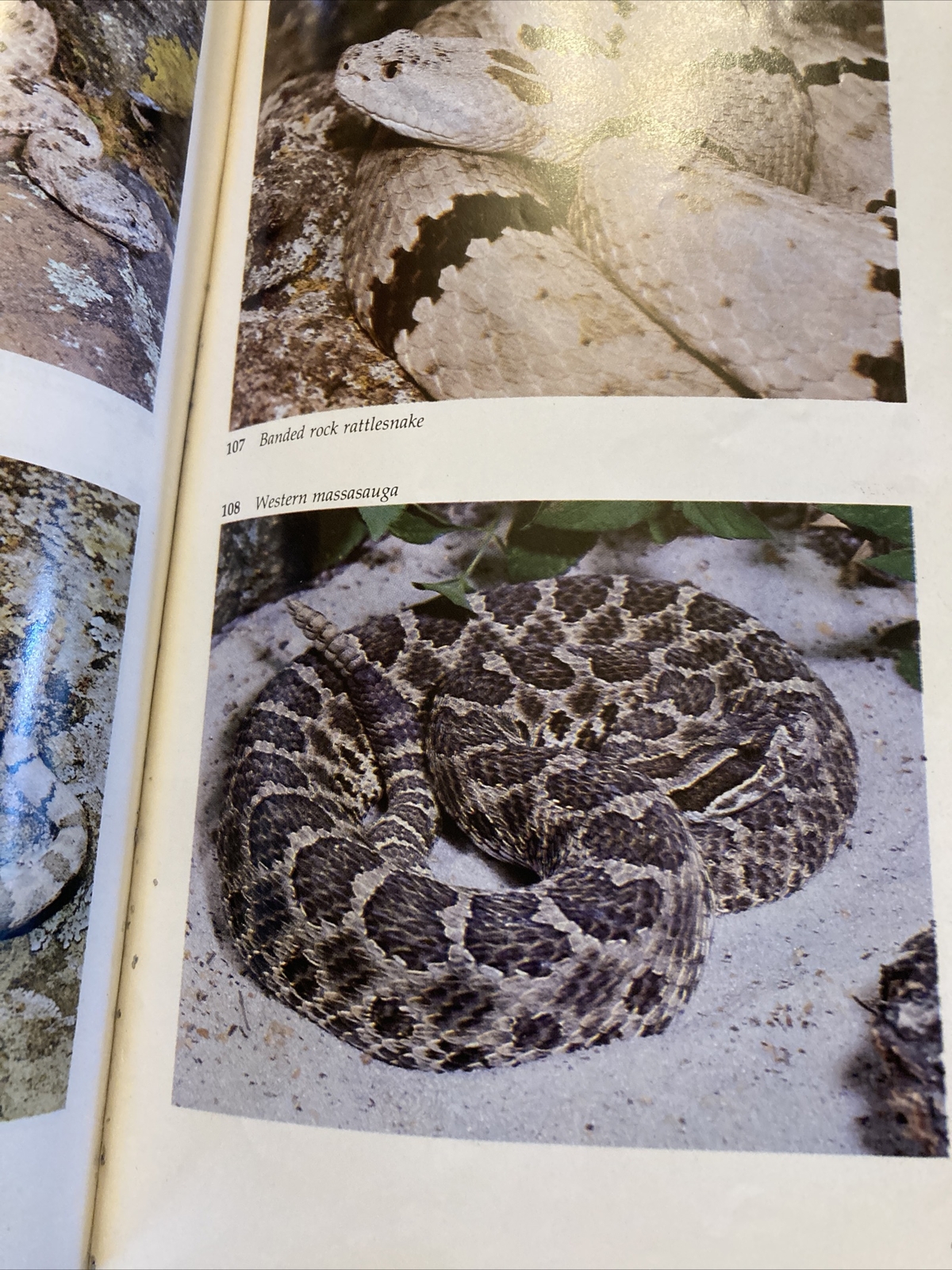 A Field Guide to Texas Snakes book by Alan Tennant Texas Monthly