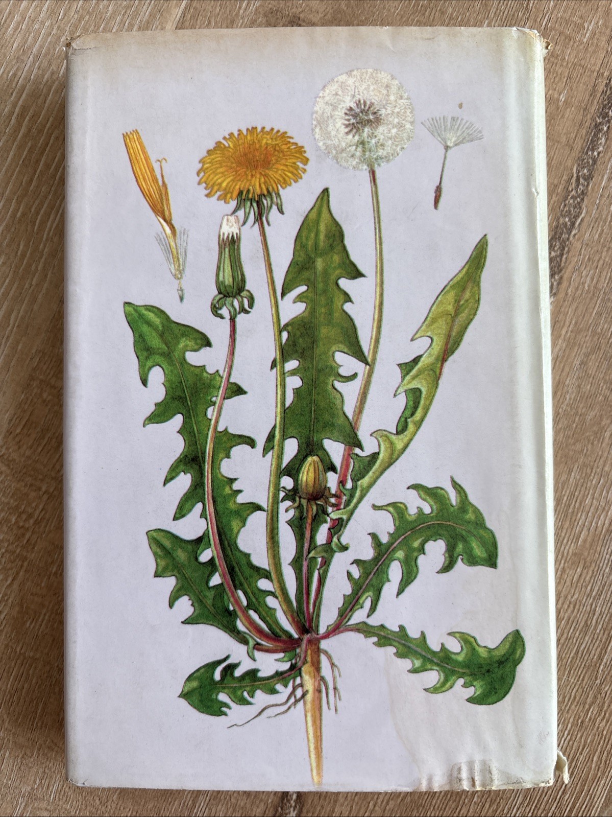 WILD FLOWERS FERNS AND GRASSES Bohumil Slavik 1975 HCDJ Octopus Czech Guide Vtg