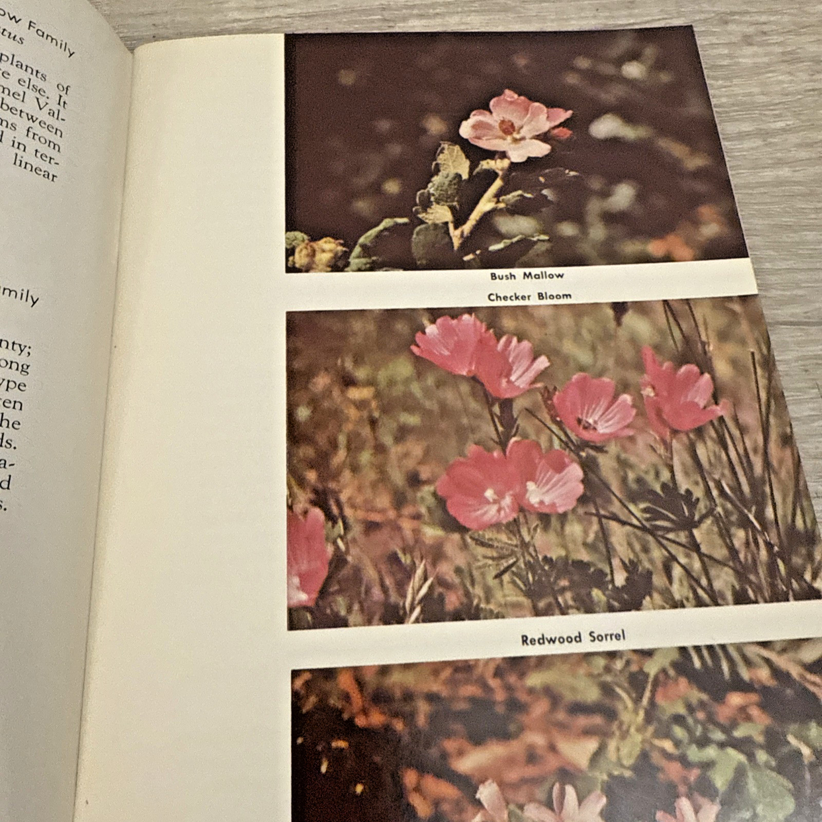 Lot 4 Books Wildflowers & Plants By Different Authors