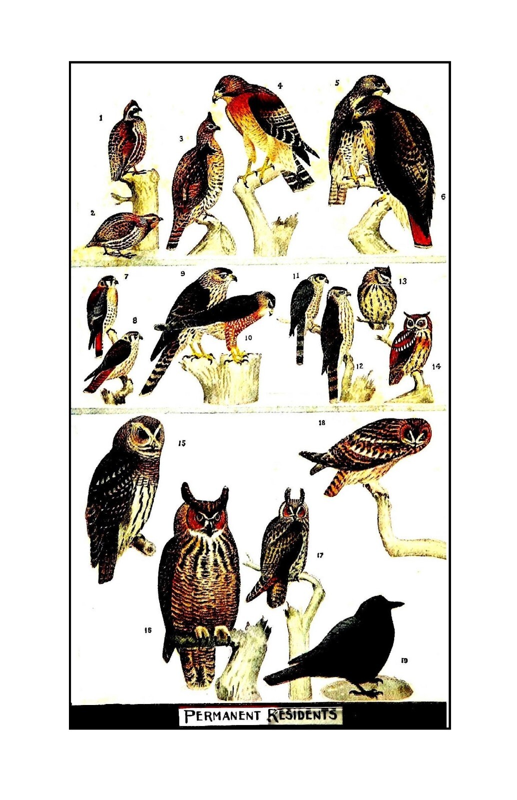 1918 Our Winter Birds How To Know And How To Attract Them 191 Pages