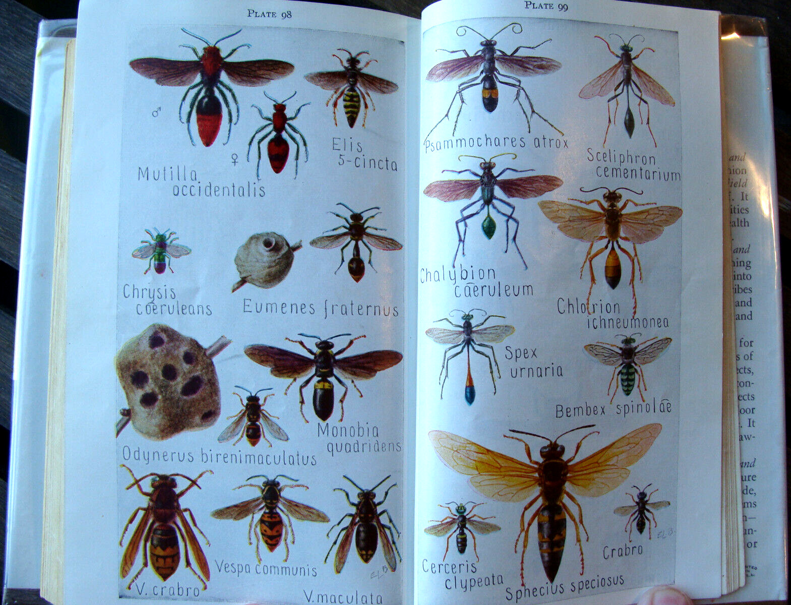Field Book Of Insects ~1948 HC~ Lutz Entomology Bug Bee Moth Larva Butterfly 🦋