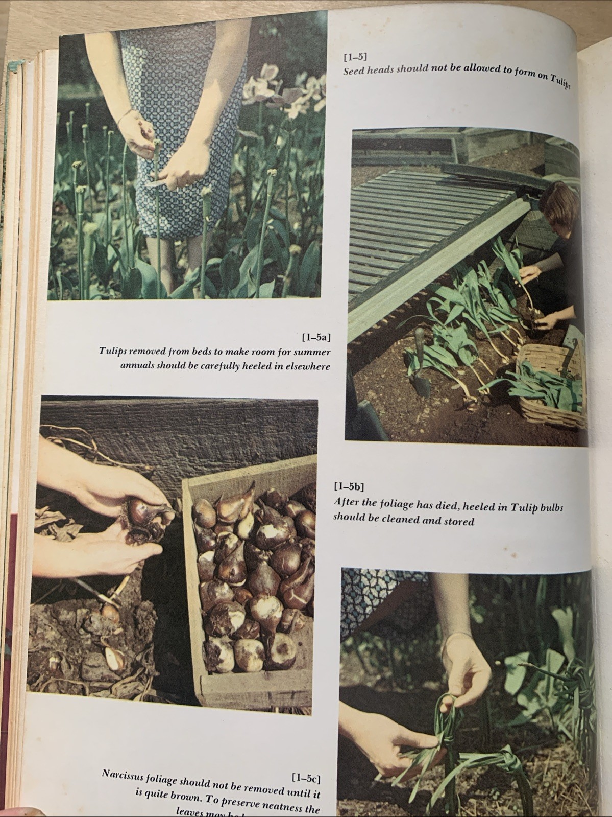 1967 Vintage Illustrated Encyclopedia Of Gardening Edited By:T .H. Everett Vol 1