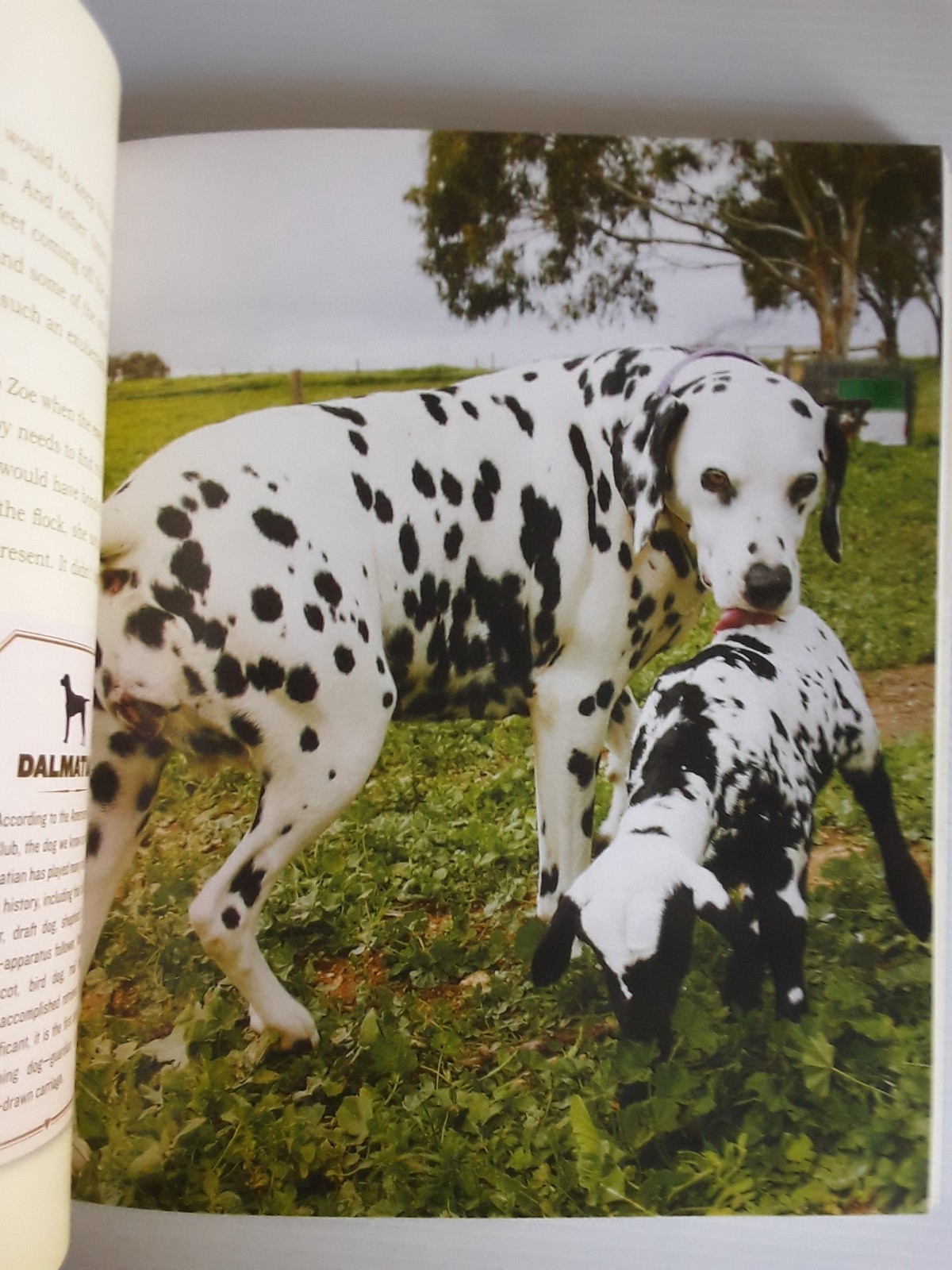 Unlikely Loves By Jennifer S. Holland 43 Heartwarming True Stories Animals Pets