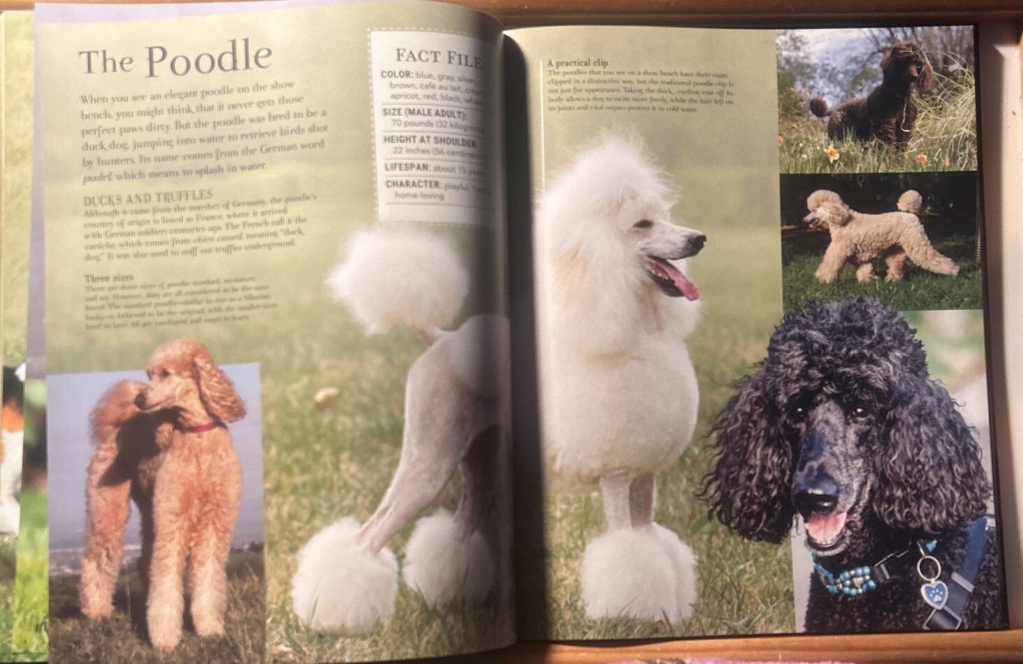 Good Dog Large 12 X 9-1/2 inch Dog Breed Picture Book w/ Center Puppy Fold Out