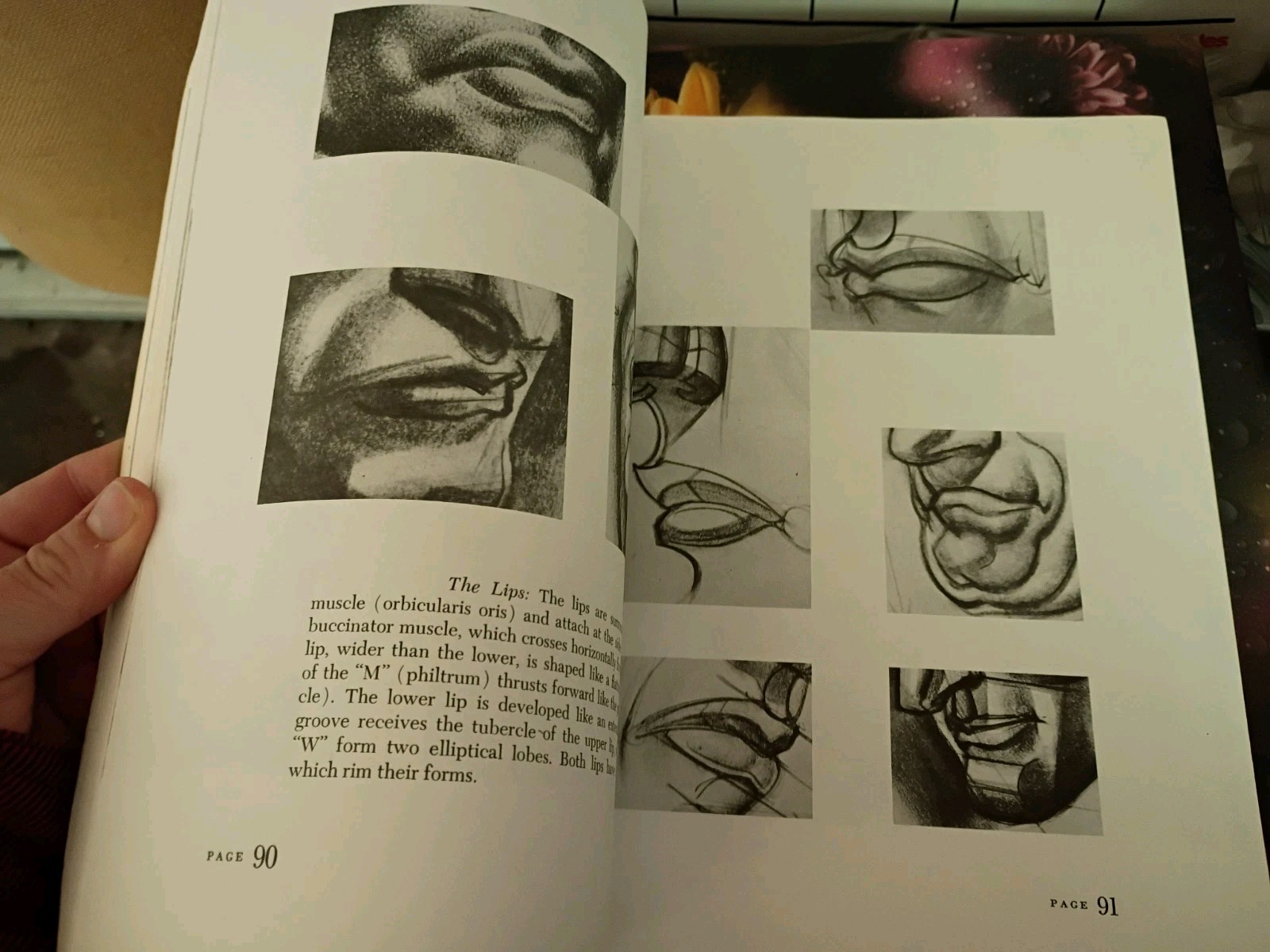 Dynamic Anatomy Hogarth, Burne paperback book