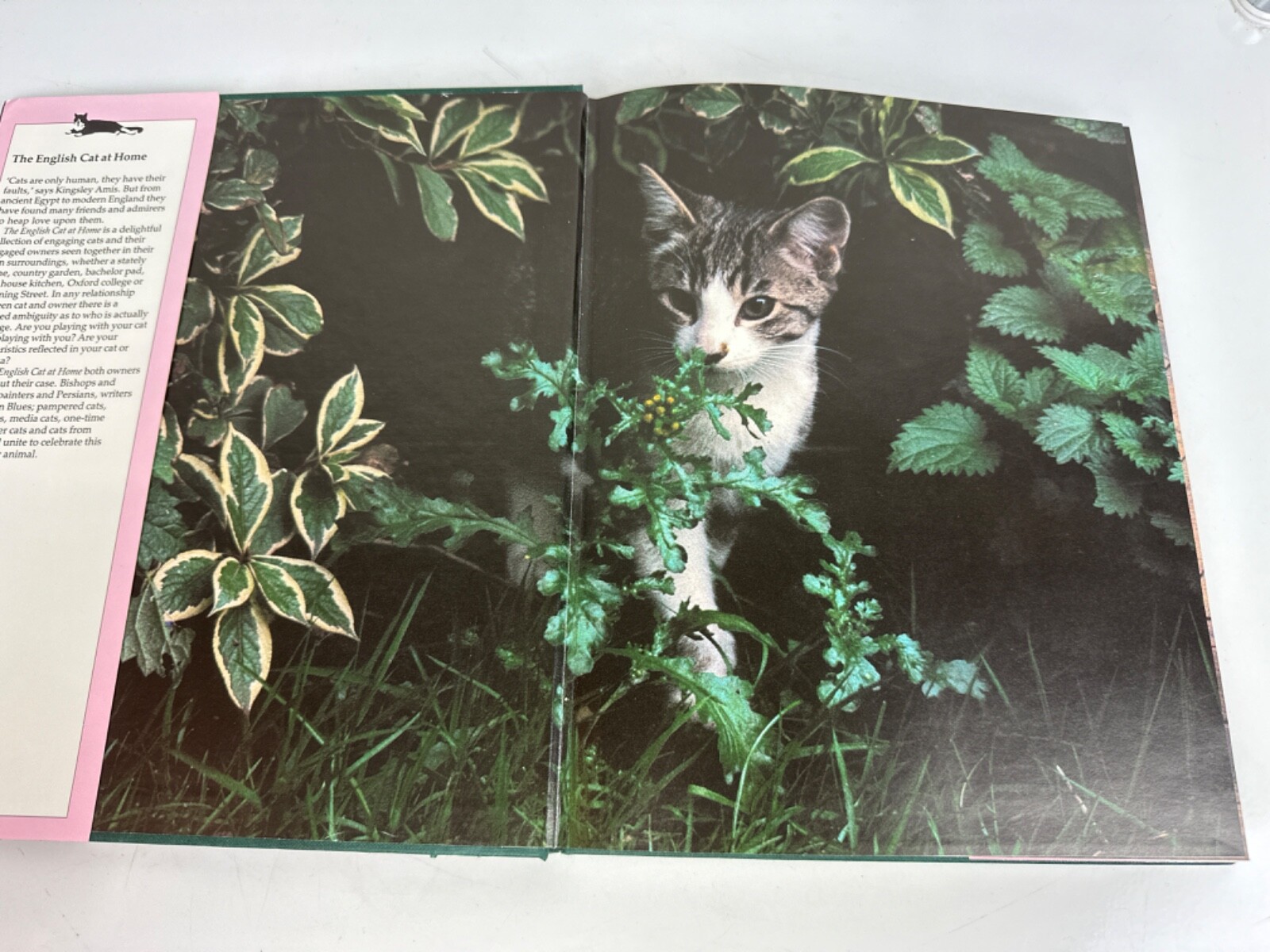 ‘The English Cat at Home’ by Matthew Sturges Hardcover Book 158 Pages c 1988
