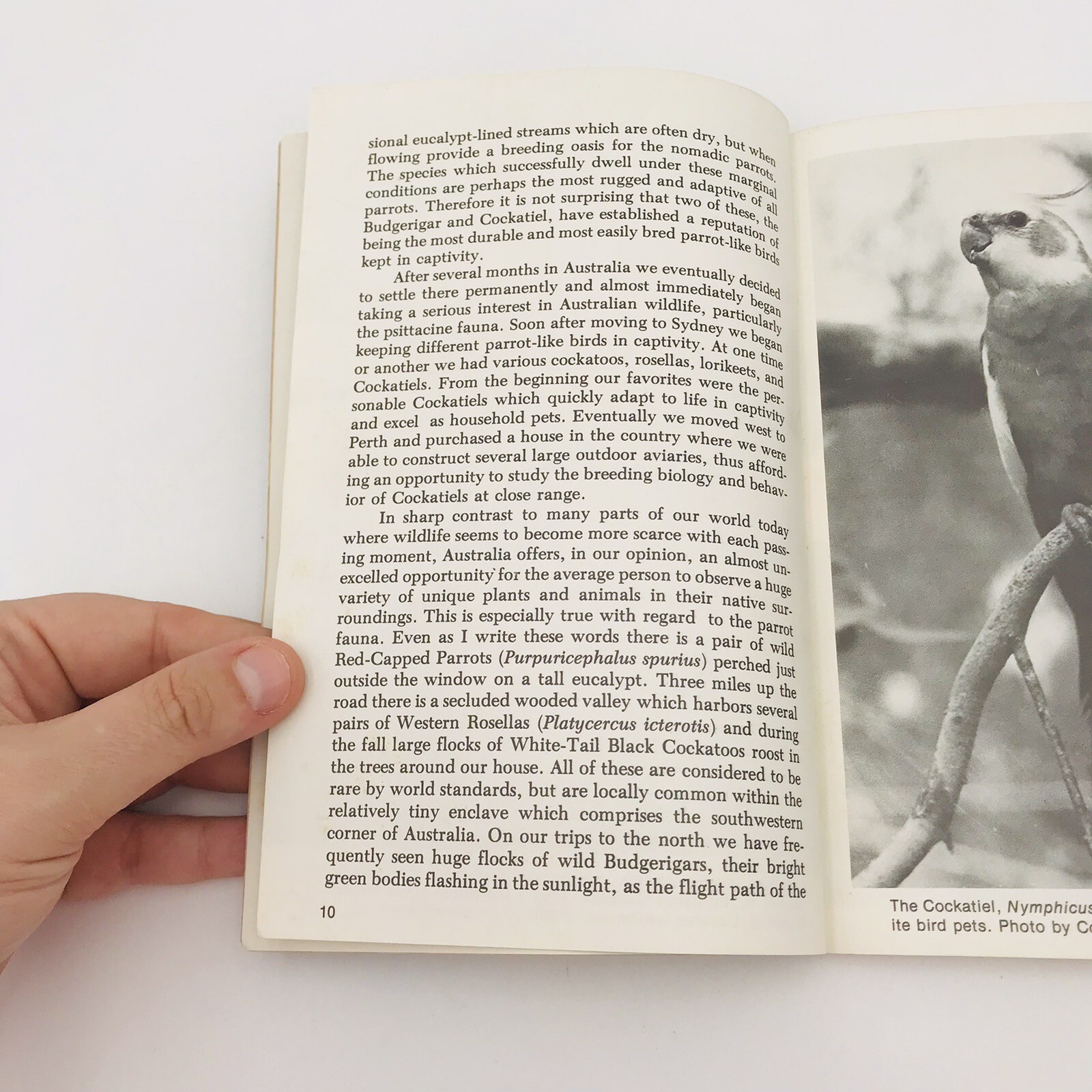 All About Cockatiels Gerald & Connie Allen Paperback Color Illus VTG 1977 Bird