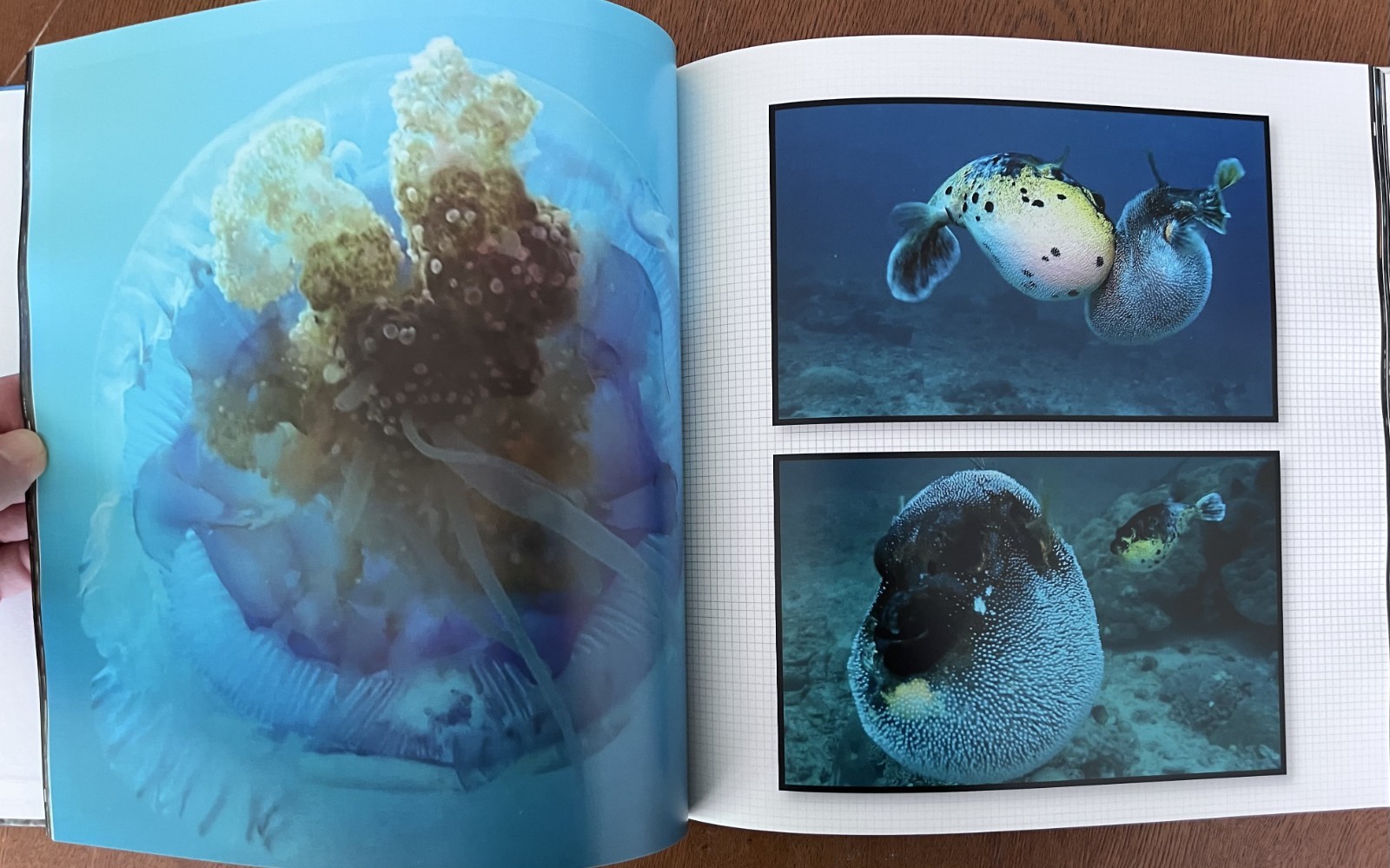 Philippines Diving: Anilao Batangas Verde Island Passage Coral Reef Photography