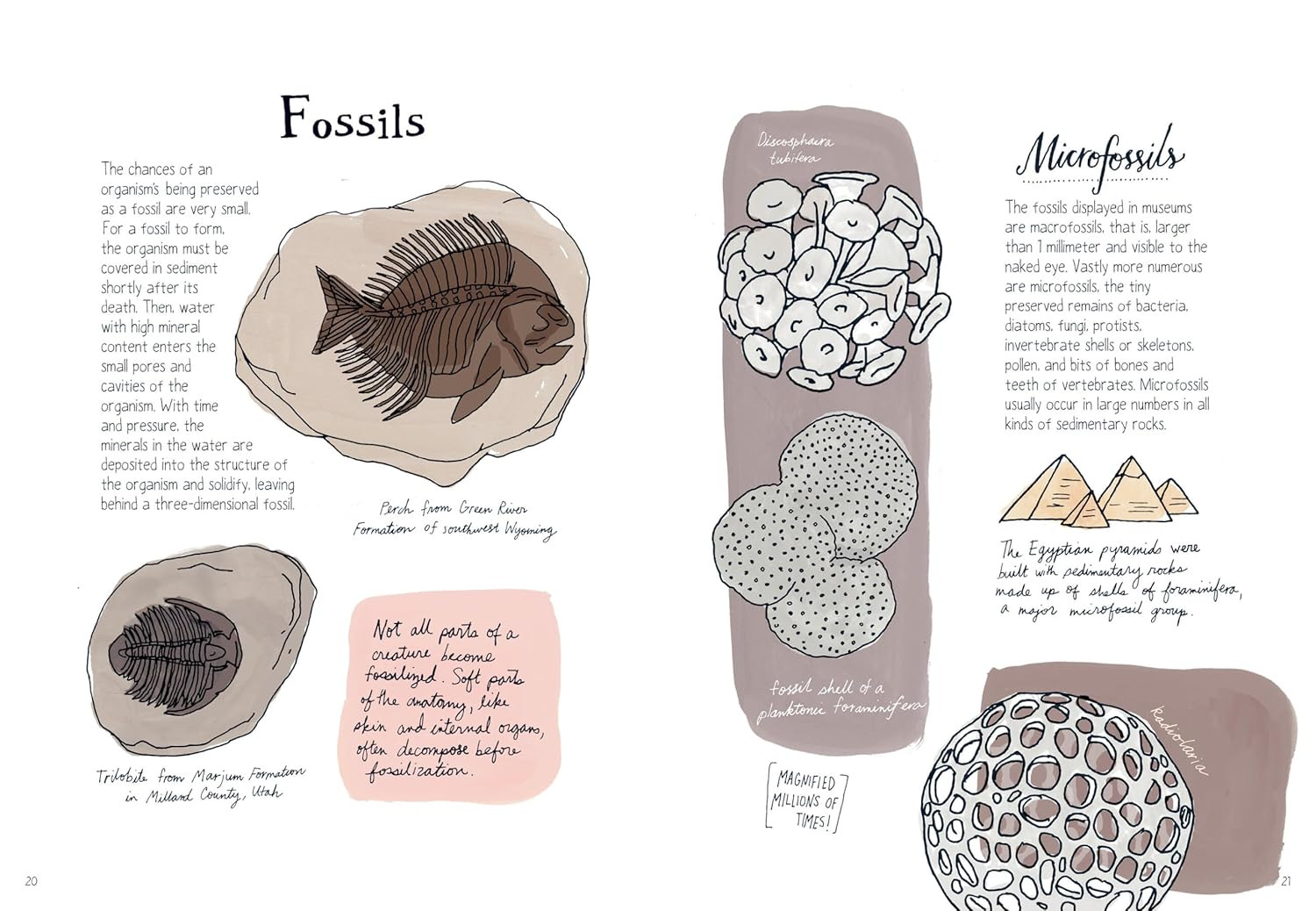 Nature Anatomy: The Curious Parts and Pieces of the Natural World