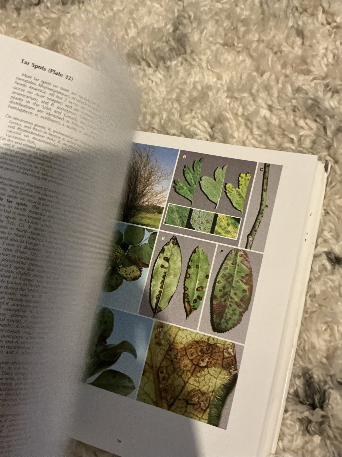 Diseases of Trees and – Hardcover, by Wayne Sinclair; Howard – Very Good b