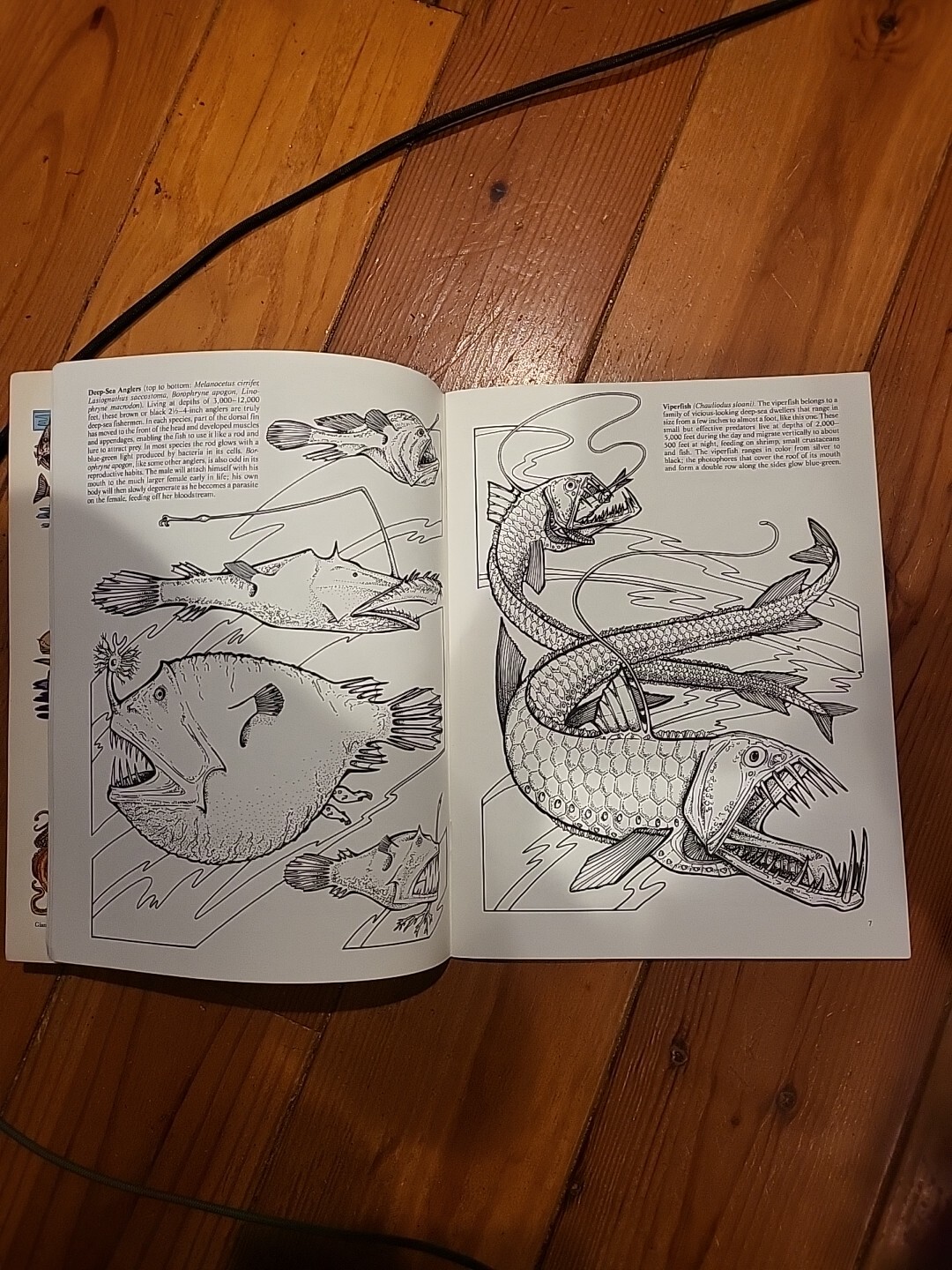 Strange Creatures of the Sea Coloring Book by Llyn Hunter (1991, Trade…