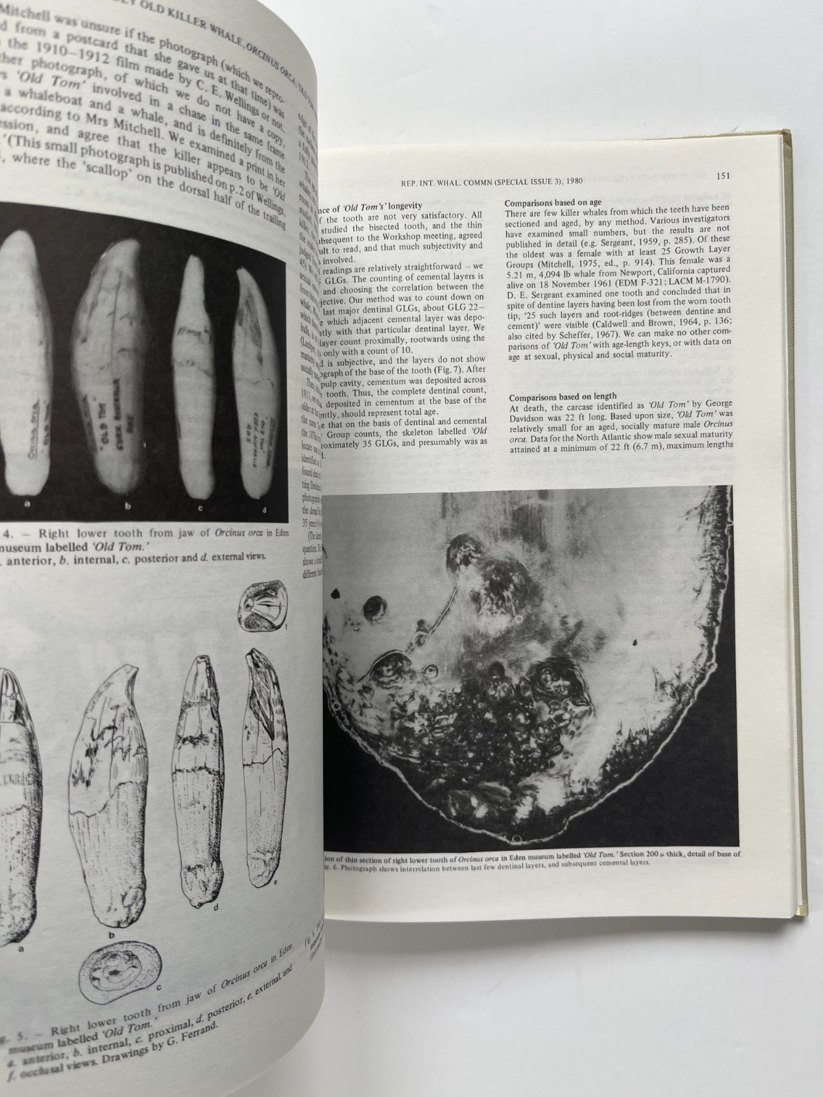 Age Determination of Toothed Whales and Sirenians ~ Whaling Commission 1980