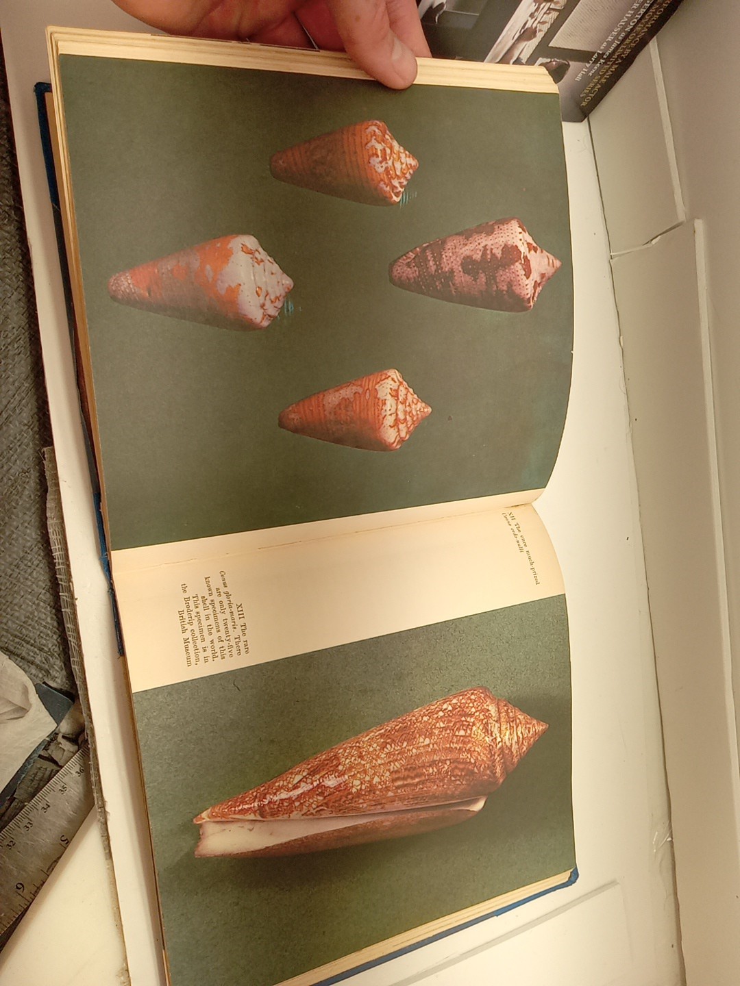 Shells By Roderick Cameron (HC, 1961) Ex Library – READ