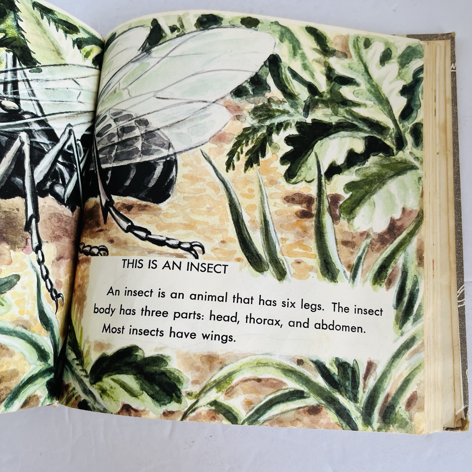 What is An Insect Charles D Neal 1961 Vintage Childrens Science Book Homeschool