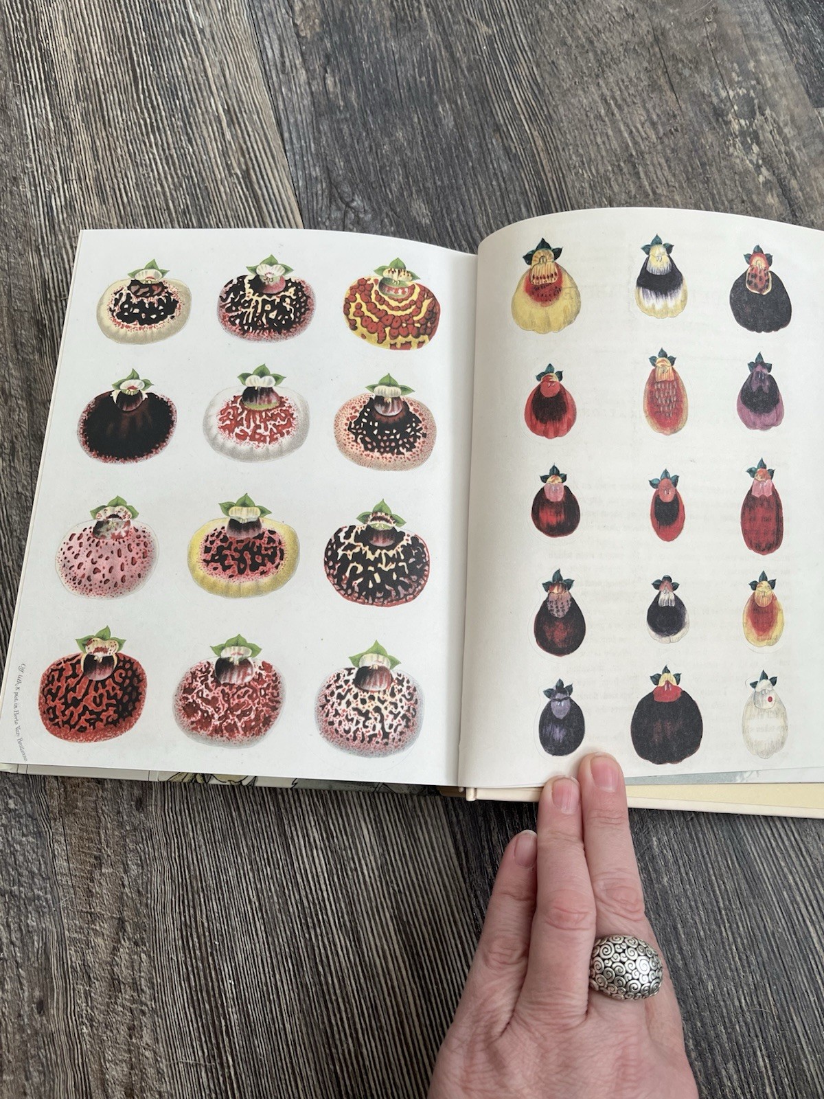 John Derian! Hardcover Sticker Book “The Magic Continues” Over 800 Stickers! New