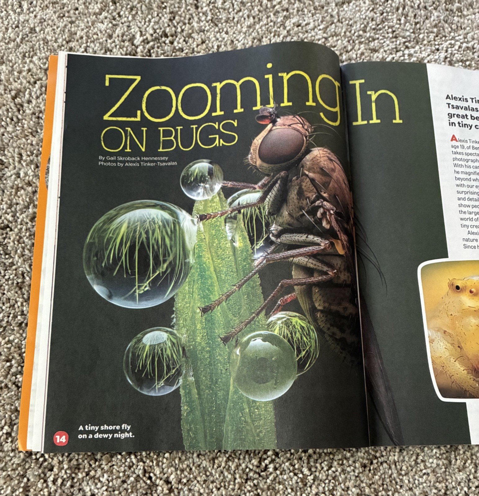 🟥 May 2026 Highlights magazine The Zoom on Bugs, Sand SPECIAL ISSUE photos