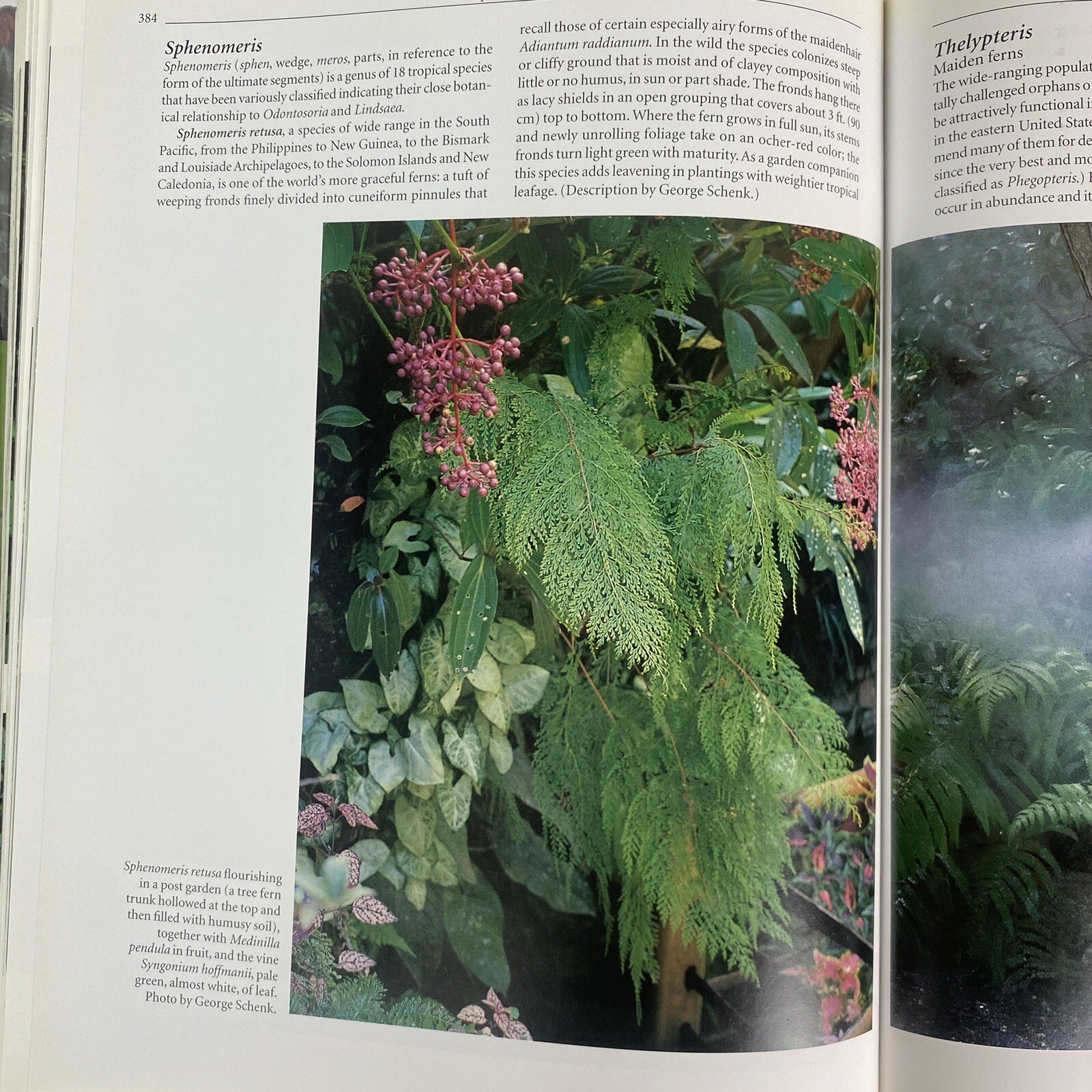 Garden Ferns Unlocked: Sue Olsens Ultimate Visual Guide to 950+ Stunning Ferns