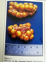 The Biology Husbandry and Health Care of Reptiles Vols. 1, 2 & 3 HC/DJ – VGC