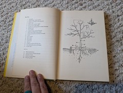 Pruning Made Easy by Edwin Steffek Henry Holt and Company(c. 1958, HC/DJ)