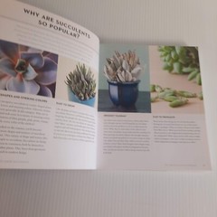 Succulents Care Guide Propagation Selection Pairing Crafts Terrarium Bouquet