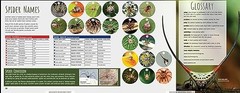 Scurry: The Truth about Spider – GOOD