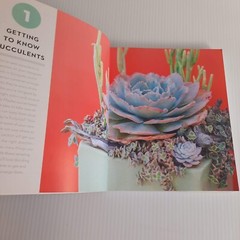 Succulents Care Guide Propagation Selection Pairing Crafts Terrarium Bouquet