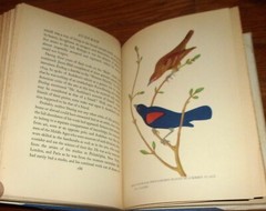 AUDUBON-1936 Biography-CONSTANCE ROURKE-12 Color Audubon Plates-Ex HC w/DJ oop!