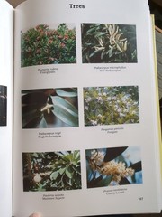 Betrock’s Reference Guide to Florida Landscape Plants by Timothy Broschat