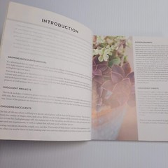 Succulents Care Guide Propagation Selection Pairing Crafts Terrarium Bouquet