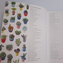 Succulents Care Guide Propagation Selection Pairing Crafts Terrarium Bouquet
