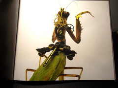 Insect Lab by Mike Libby