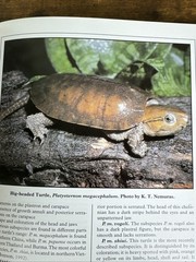 The Biology Husbandry and Health Care of Reptiles Vols. 1, 2 & 3 HC/DJ – VGC