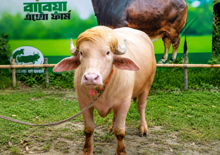 Bangladesh Saves ‘Donald Trump’ Buffalo From Eid Sacrifice