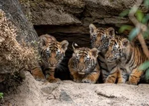 A horizontal wide-angle documentary photograph showing four newborn Bengal tiger cubs, including one distinctively white with dark stripes, huddled together near their mother inside an enclosure at Cuba's National Zoo under soft natural light.