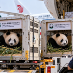 Two Giant Pandas Head to the United States