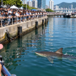 Shark Trapped in South Korean Canal Draws Hundreds of Thousands